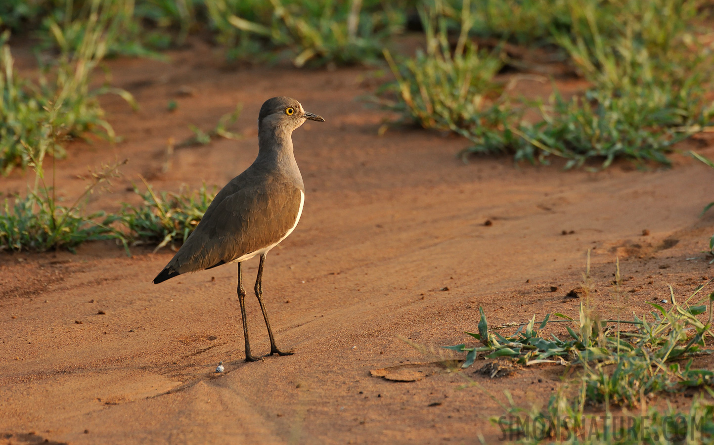 Vanellus lugubris [550 mm, 1/640 sec at f / 8.0, ISO 1600]